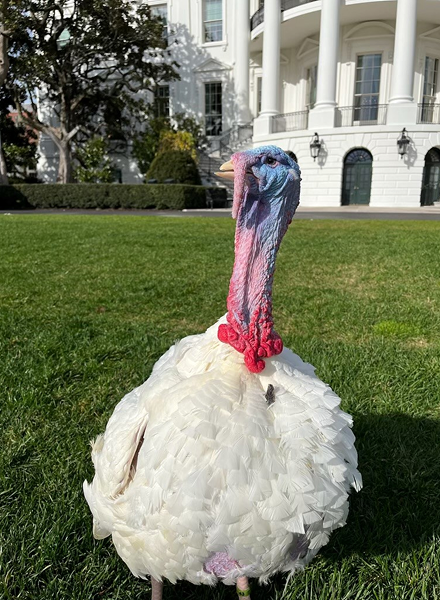 Bell the Turkey