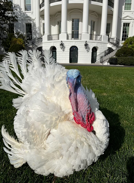 Liberty the Turkey